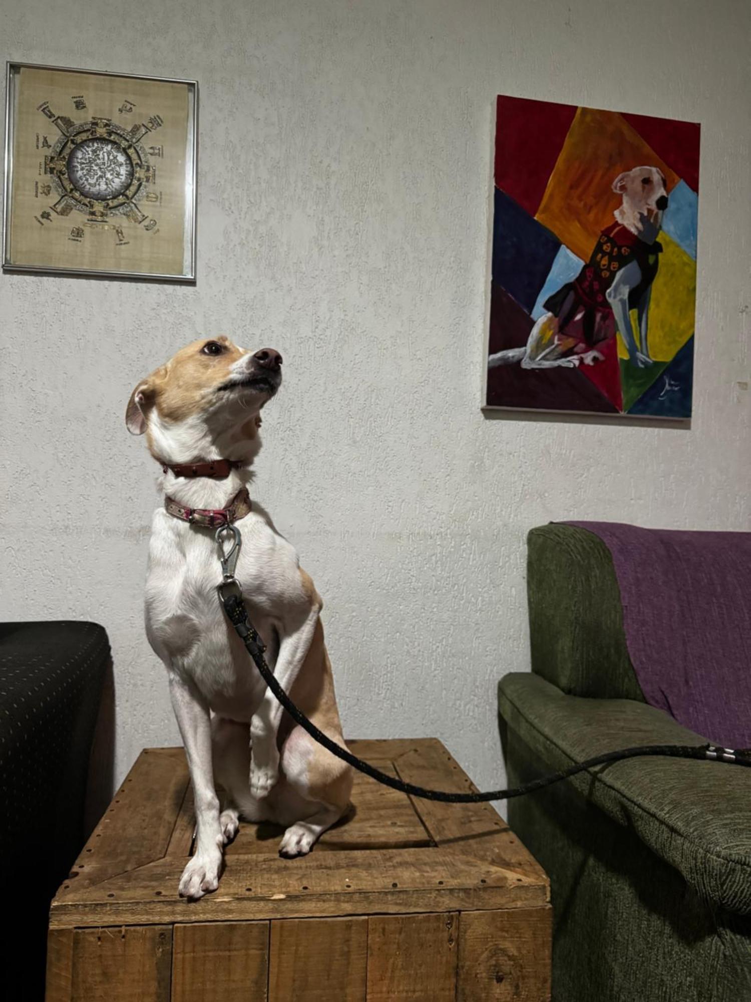 Nomade In Arte E Albergue *