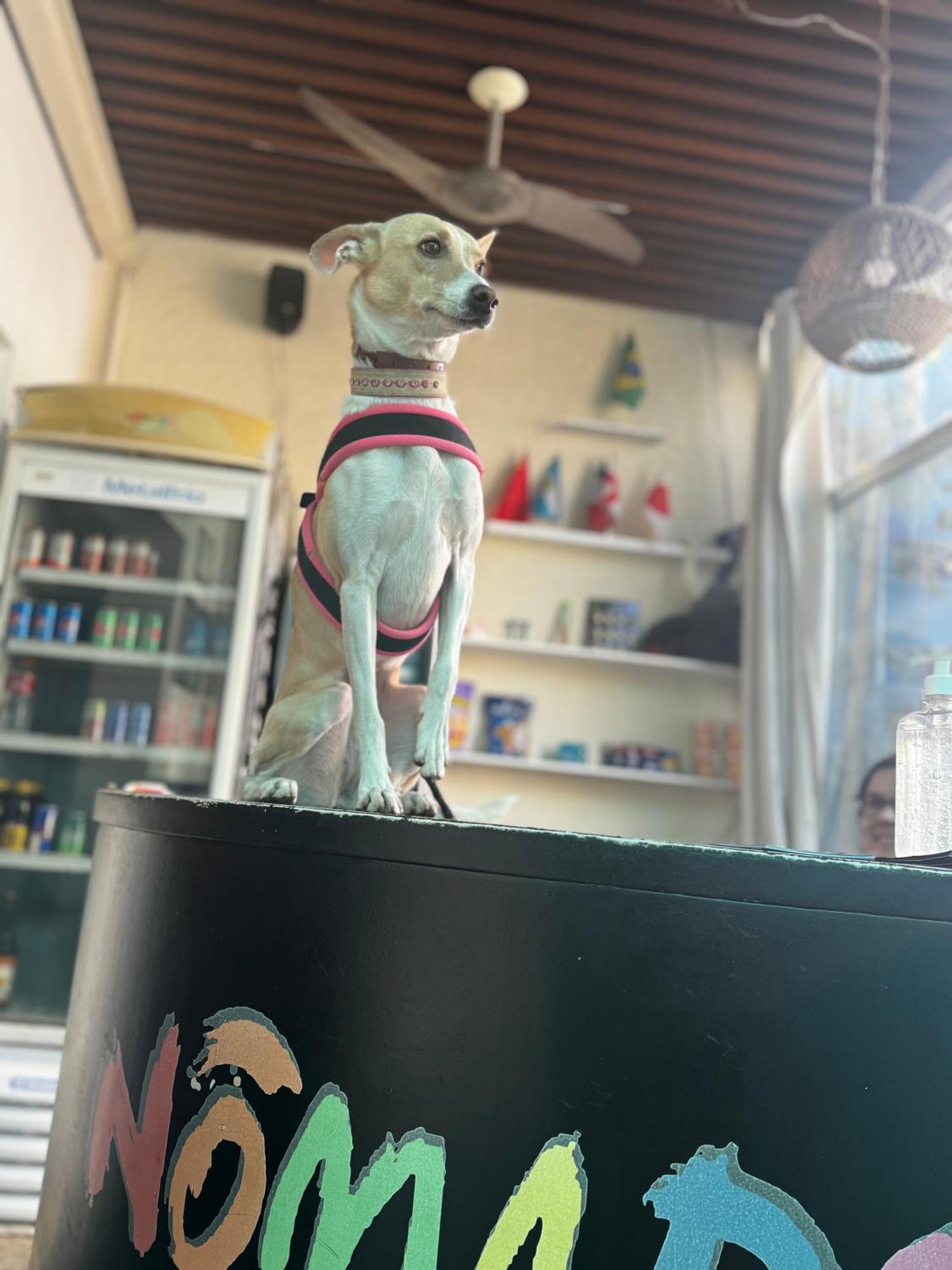 Nomade In Arte E Albergue São Paulo